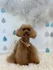 エマちゃん「わんこと梅雨☔️」