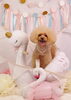 花ちゃん　smile「Anniversary photo　(^O^)／」