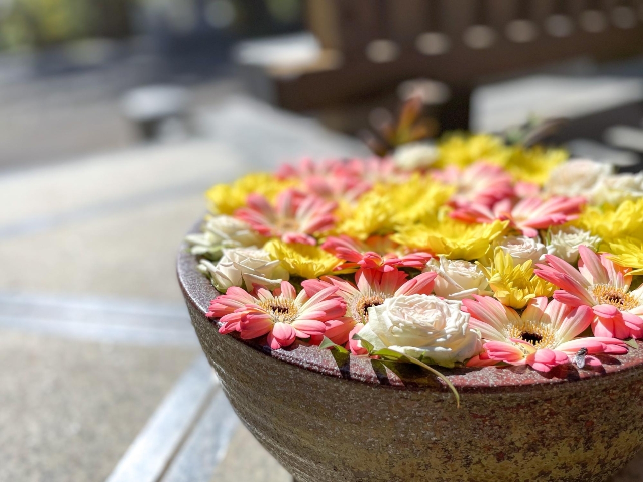 御朱印巡りの次は花手水巡りがクル 徳星寺へ行ってみた 埼玉県上尾市 まいぷれ編集部が行く まいぷれ 上尾 桶川 御朱印巡りの次は花手水巡りがクル 徳星寺へ行ってみた 埼玉県上尾市 まいぷれ編集部が行く まいぷれ 上尾 桶川