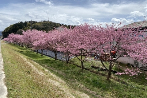 春殖地区赤川＠河津桜