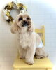 ジョアくん「Spring flower」