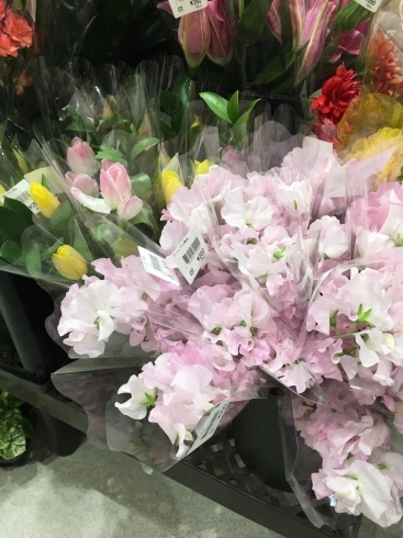 沢山の種類の切り花揃いました フラワー ファーマーズマーケット Mファームのニュース まいぷれ 盛岡 滝沢 矢巾 八幡平 雫石 沢山の種類の切り花揃いました フラワー ファーマーズマーケット Mファームのニュース まいぷれ 盛岡 滝沢 矢巾 八幡平 雫石