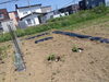 植栽直後の畑の全景②　保温のためのビニールも使用「畑始動！【札幌市北区児童デイサービスこぱんはうすさくら札幌太平教室】	」