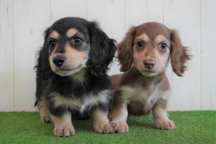 「ミニチュアダックス子犬情報」