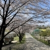 ■桜特集■日進市　愛知牧場