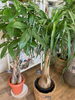 「観葉植物入荷しました🪴【越前市/花屋/生花/フラワーアレンジメント/ふるーれ・T】」