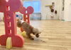 こなつちゃん　オヤツめがけてジャンプ😆「ましゅまろ幼稚園🐾」