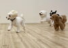 笑顔はじける元気いっぱいな姿🐶「ましゅまろ幼稚園🐾」