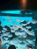 市立しものせき水族館【海響館】クラゲ「三桜電気《電化・リフォーム部　お便り其の四十》【宮崎・オール電化】」