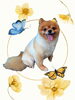 「Dog salon mofu mofu　余市町」