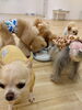 みんなでノーズワーク中😋「ましゅまろ幼稚園🐾」