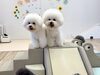 兄妹で仲良くかけあがり😁「ましゅまろ幼稚園🐾」