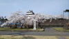 「桜」