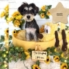 シュナウザー　シャンプー「🌻ポメビション、チワワ、シュナウザー、トリミングのお友達🌻」