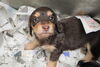 「ミニチュアダックス子犬情報」