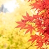 福島市周辺の紅葉スポットまとめ