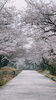 宮野山 ( 黒部市 )「🌸🍃 お花見 🍃🌸」
