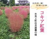 「10/7(土) 落語会＆見学会・10/9(月・祝)コキアまつり開催！＠住吉屋」
