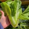 「今年も出荷が始まりました！ でも…岩手県でこの野菜を知ってる人は少ないです…。 秋田県産　「ふくたち」﻿」