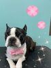 「可愛い子ちゃん♡ Dog salon mofu mofu余市町」