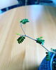 「観葉植物入荷しました」