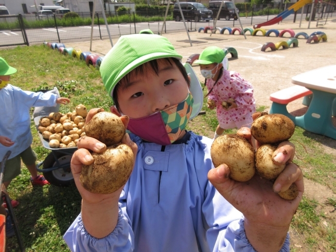 もっと掘るぞ！「じゃがいも掘り」