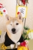 ウィンクも可愛いくぅちゃん(^▽^)「新年のご挨拶と１月のお休み案内」