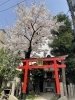 福島一二三、【御車（みぐるま）返しの桜】、希少な額装用画集より 三宝堂Yahoo!店 - 絵画｜Yahoo!ショッピング