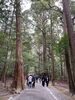 杉木立の参道「瀧原宮への初詣」