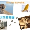 保護された動物たちの情報です 旭川 富良野エリア まいぷれ動物園 まいぷれ 旭川 富良野