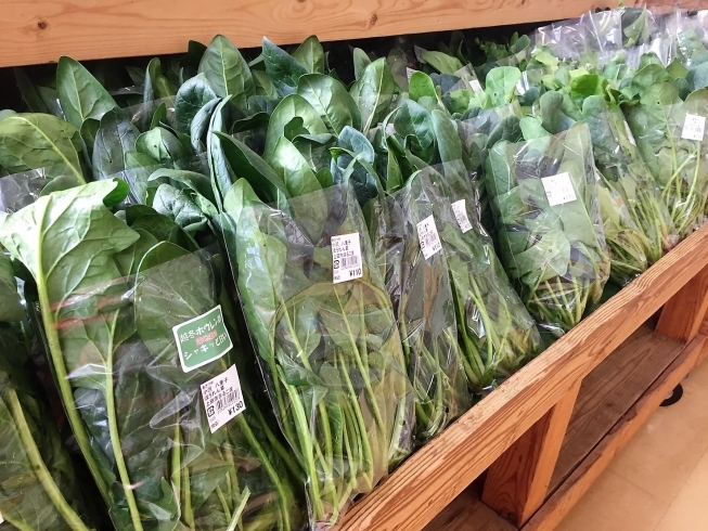 今が旬 ふきのとう 販売してま す 上田市丸子農産物直売加工センター あさつゆのニュース まいぷれ 上田 東御 今が旬 ふきのとう 販売してま す 上田市丸子農産物直売加工センター あさつゆのニュース まいぷれ 上田 東御