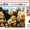 Vol.10　和紙の原料－ミツマタが満開です－