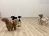 みんなでGO💨💨💨「ましゅまろ幼稚園🐾」