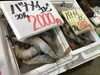 「魚魚市場鮮魚コーナーおすすめは「クロ」です♪」