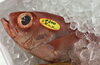 「魚魚市場鮮魚コーナーおすすめは「赤貝」です♪」