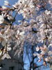 「うちぬきと桜のコラボ♪」