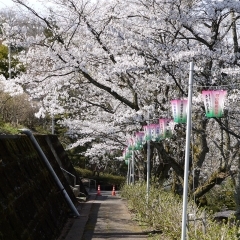 【越前町朝日】福通寺・古墳公園　～春はぼんぼりが飾られ風情ある桜並木に～