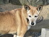 愛犬クロ13歳になりました「イチョウ並木」