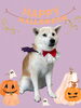 「Dog salon mofu mofu　余市町」