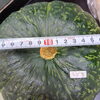立派な「えびすかぼちゃ」🎃「今年は地元農家さんのかぼちゃを使って作り始めましたよ☺️」