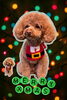 「Dog salon mofu mofu　余市町」