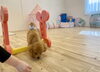 とわくん　頑張って渡れました〜😆「ましゅまろ幼稚園🐾」