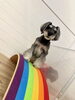 HこなつちゃんGOOD「ましゅまろ幼稚園🐾」