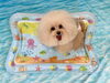 ぱにちゃん「波とわんこ🌊」