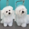 ふわふわ可愛い！「ビフォーアフター集🌟」