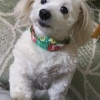 おねだり