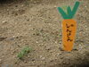 ニンジンの芽がでたよ。「『R5年度 麻生幼稚園２０２３』開幕♪」