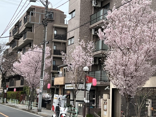 桜通りのコンパクトな「コシノヒガン」「東京都府中市の桜スポットのお花見、開花、満開の情報　2023年3月」