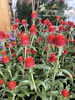 千日紅「夏の花苗入荷しています❗️」