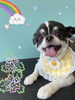 「可愛い子ちゃん♡ Dog salon mofu mofu 余市町」